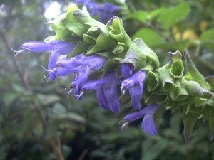 Salvia atrocyanea