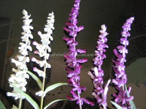 Leucantha - white velour, pink velour, Purple, purple and white, Santa Barbara
